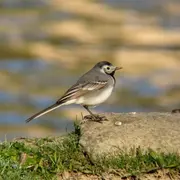 Sortie Bords de Vienne