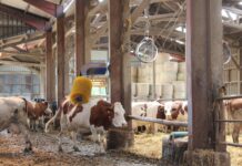 La Région veut accélérer l’adaptation des élevages aux fortes chaleurs