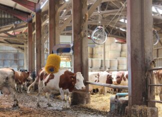 La Région veut accélérer l’adaptation des élevages aux fortes chaleurs