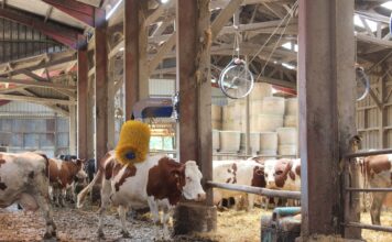 La Région veut accélérer l’adaptation des élevages aux fortes chaleurs