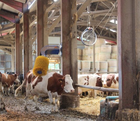 La Région veut accélérer l’adaptation des élevages aux fortes chaleurs