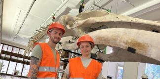 Cette entreprise est une des seules de France à intervenir sur les squelettes des musées